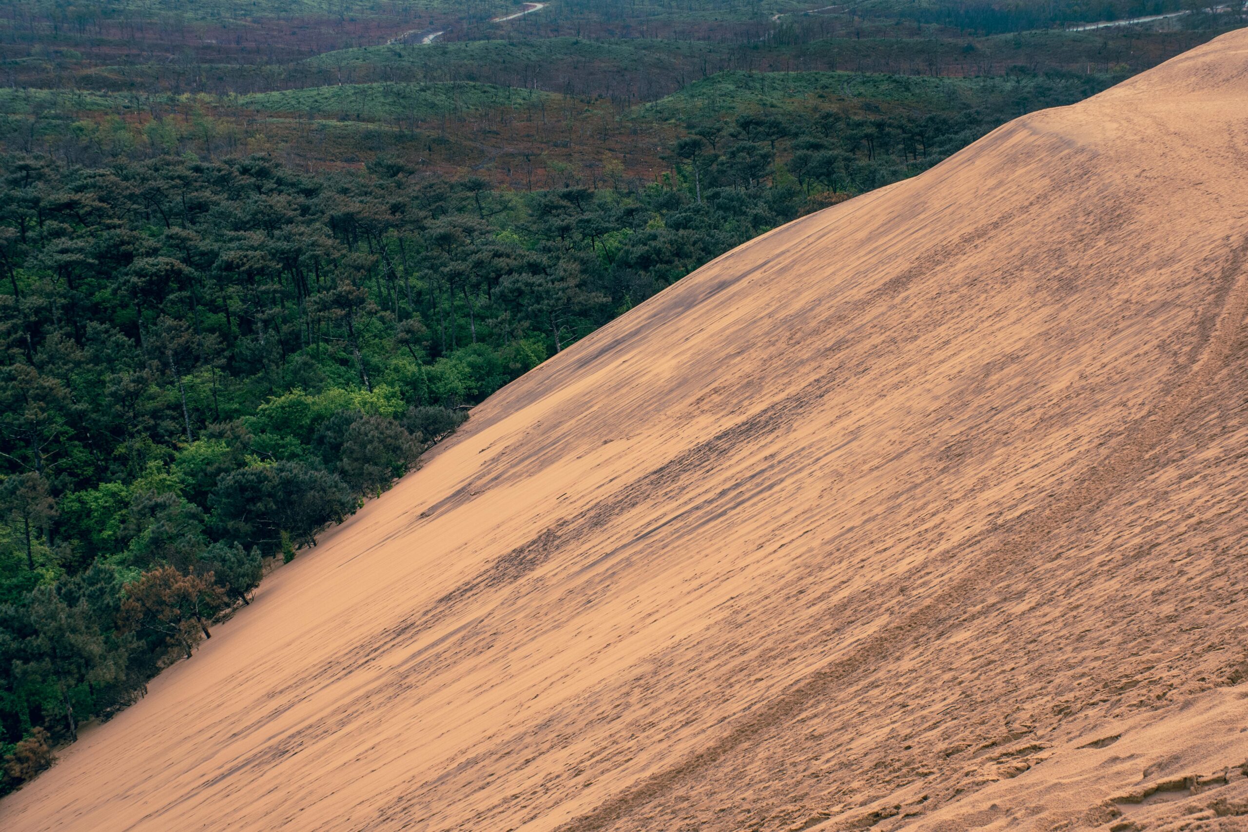 Dune du Pilat sand dune with lush forest view, showcasing nature's contrast.